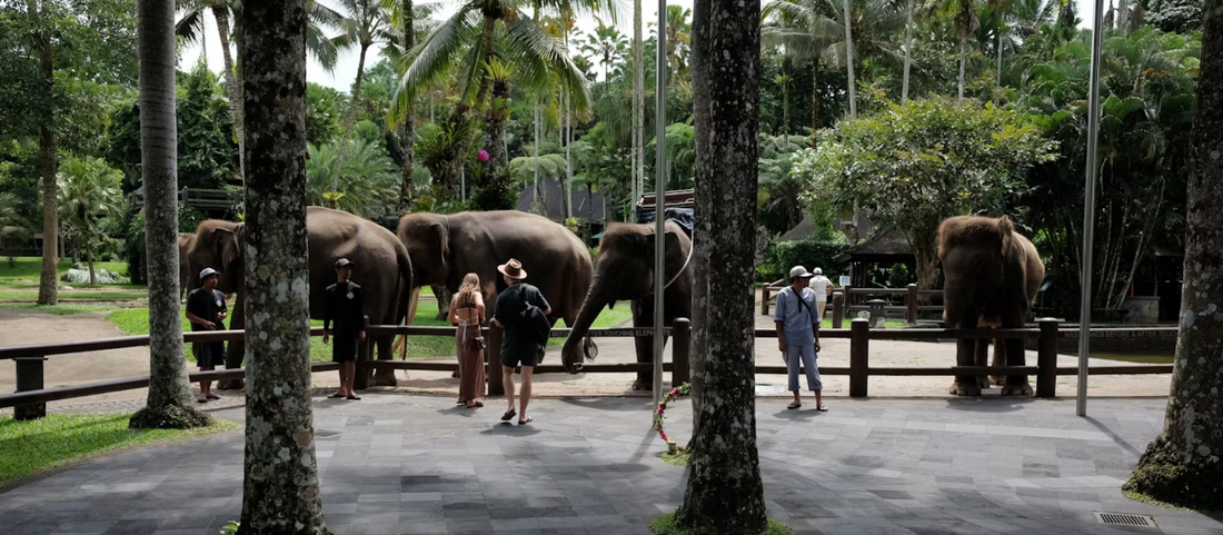 The Wisdom of Trunks: An Ex-City Slicker Finds Inspiration in an Elephant Sanctuary