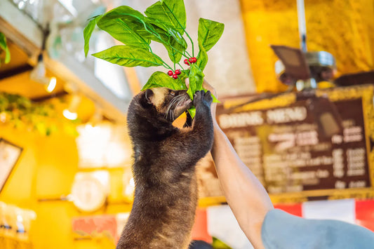 This $1,300 coffee is created when ingested by Asian palm civets