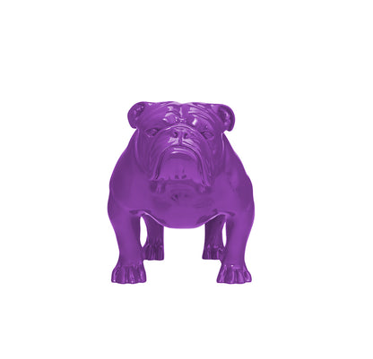 Buy Angus